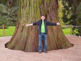 Giant Redwood