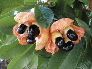 Ackee on the tree
