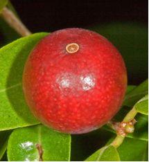 Guava Berry