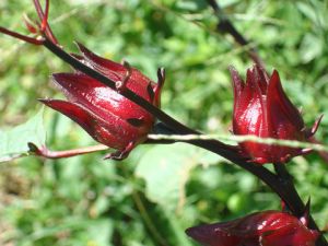 Sorrel