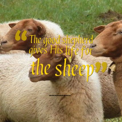 gives his life for the sheep