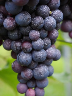wine-berries-694185_640