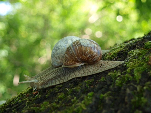 snail-4232612_640.jpg