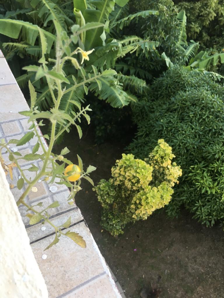 Bearing Fruit On Stony&nbsp;Ground