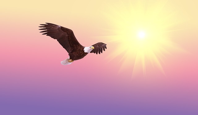 Soar Like An&nbsp;Eagle