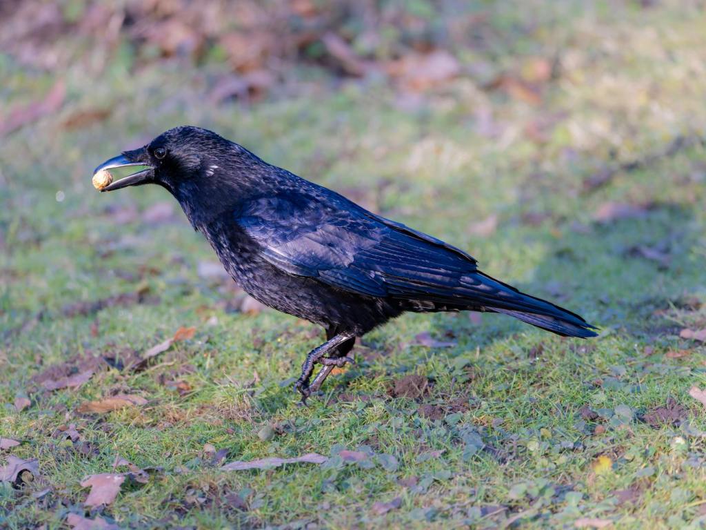 God’s Provision: Lessons from Elijah and the&nbsp;Widow